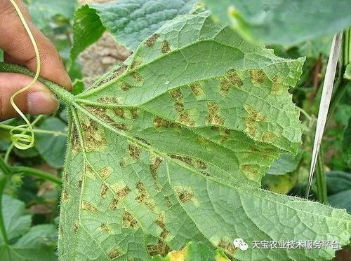 病虫害防治策略