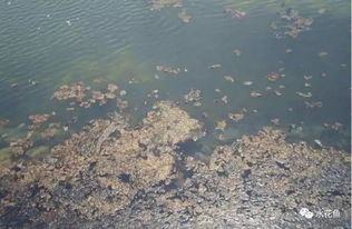 在水质清澈、溶氧量高的淡水水域单养鲤鱼效果最佳