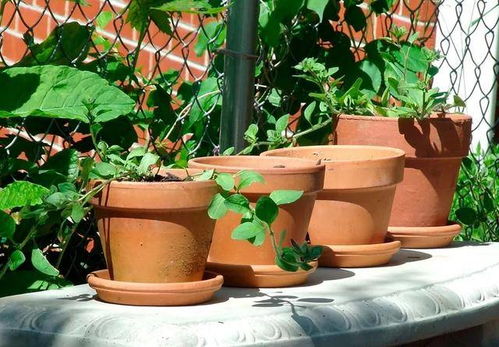 红梅老桩：浅盆还是深盆？材质选择有讲究