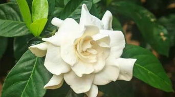 春季扦插栀子花