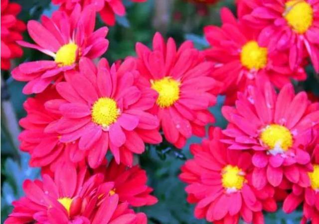 打顶技巧：三剪三留，茁壮成长