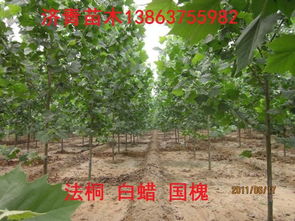 第二要点：扦插时间的选择