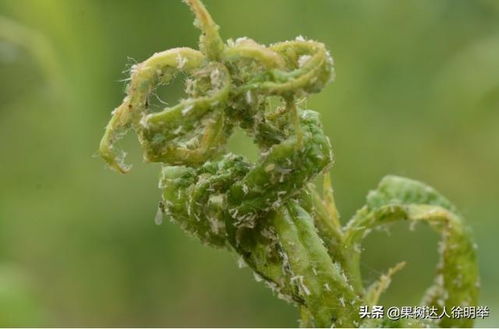 一遍净防治桃蚜效果咋样？