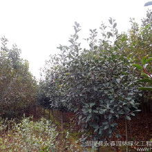 红叶石楠树苗价格，你懂吗？