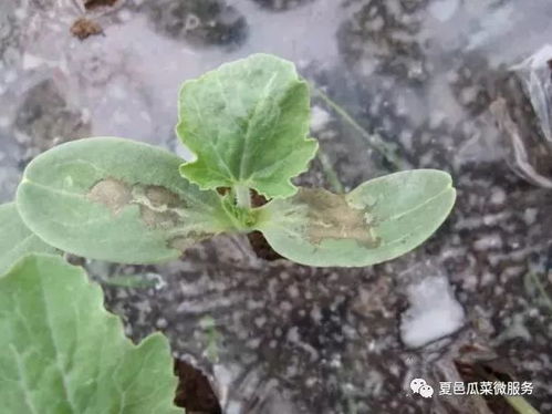 喷完农药，要浇水