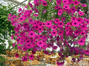 春天的粉黄交响曲