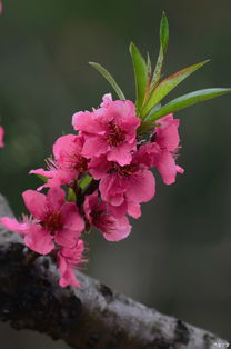 1、土壤选择，要松软、肥沃、排水好