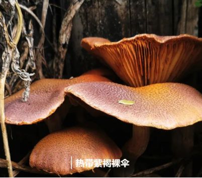 蘑菇种植简单吗？手把手教你在家种蘑菇