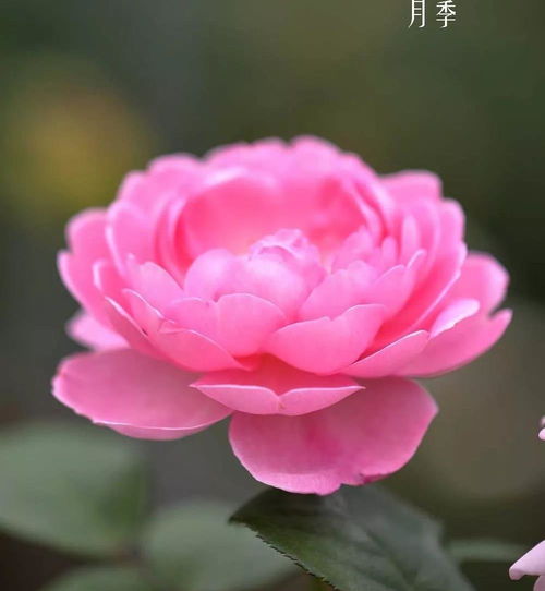 “请问有哪些品种的鲜花，可以介绍一下它们各自的名称和特点吗