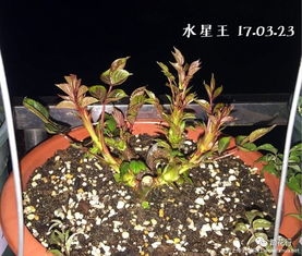 北方的冬天 冰雪覆盖，月季冬剪要谨慎