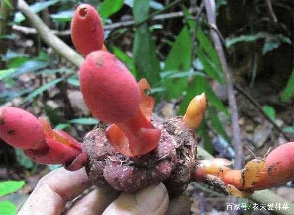 种植老手的避坑指南， 新手必堪