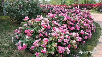 月季文化， 传承不息