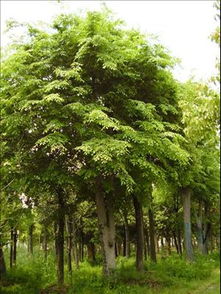 萧山：榉树苗的另一个天堂