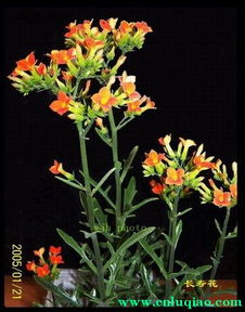 长寿花的生命力