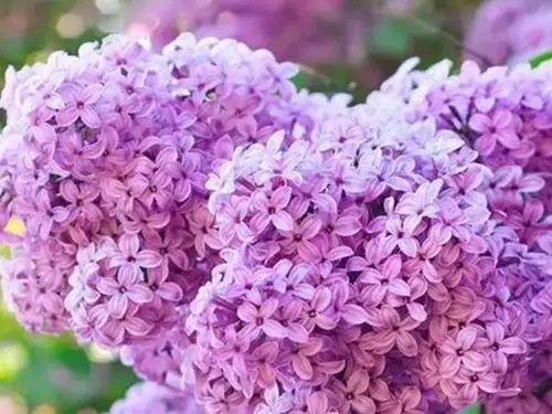 一、 花语传情，玫瑰与丁香谁先谁后