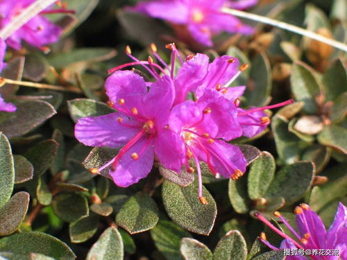 耐寒盆栽花卉大盘点：南方也嫩种