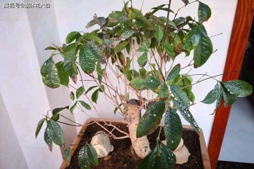 多菌灵浇花对植物有哪些具体保护作用？多菌灵能否安全用于灌根防治根部病害？