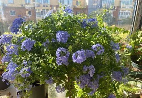 南方春天 那些开蓝花的树