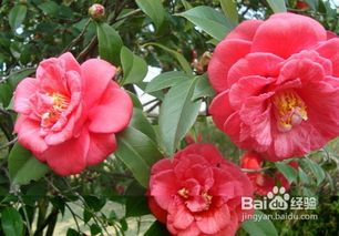茶花浇水过多怎么办？如何避免根部腐烂