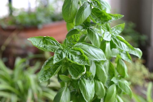 阳台种植， 土壤密码揭晓