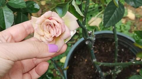 月季花的花期之谜