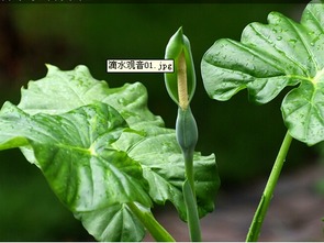 滴水观音如何种植？适合哪些土壤和光照