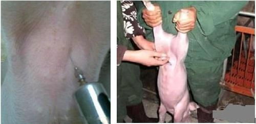小猪重度脱水，腹腔补液为何比口服见效geng快？