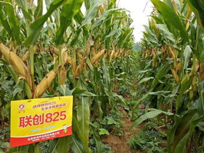 抗锈病玉米品种推荐：山东烟台种植优选指南