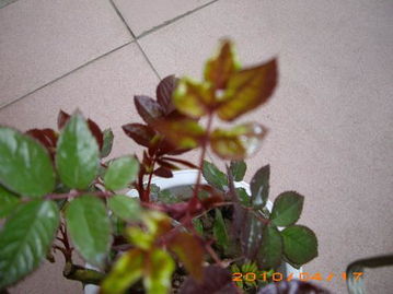 玫瑰花叶子卷曲的烦恼