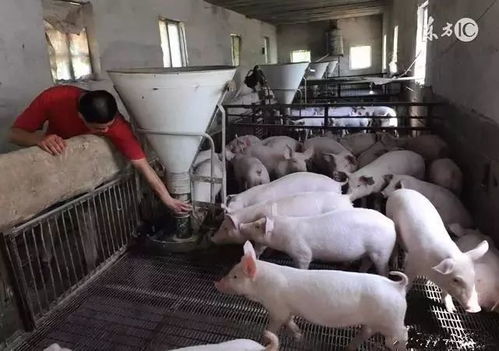 口蹄疫在规模猪场中的传播特点有哪些