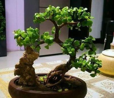 想养好金枝玉叶？这份修剪示意图解快收好