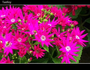 我去年带外地朋友来这里 50元预算玩出500元质感