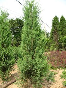 柏树移栽的神秘时刻