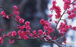 施肥与修剪的艺术