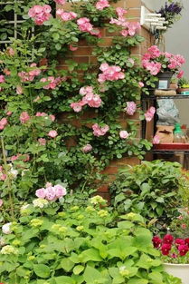 萨布丽娜月季：冰山美人， 清冷又迷人