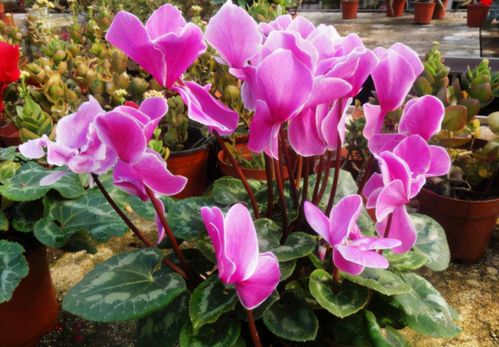 播种时机：讲究天时地利