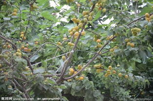 杏树种子发芽那些事儿