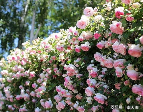 四、 伊芙系列月季