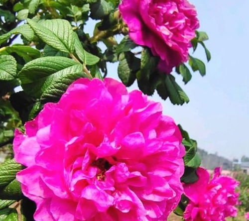 种玫瑰可依用普通的土吗？