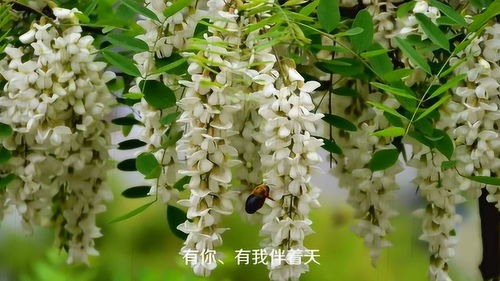 思念之花（逝去的时光）中