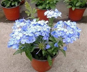 蓝雪花：清新的蓝色调， 清凉夏日