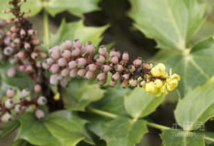 十大功劳：这名字听起来就让人感觉它有着非凡的用处吧！