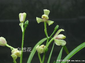 四季兰的花期是何时？不同季节开花的四季兰具体花期详解是怎样的