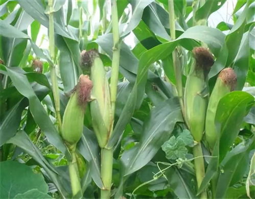 百菌清：玉米病害的克星