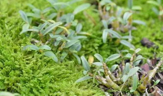 峨眉叶生香茶在溧阳的价格是多少？一公斤多少钱？