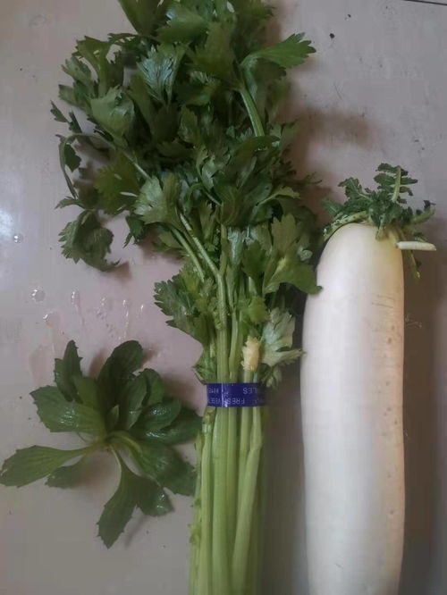 黄金时间表：车前草种植时间