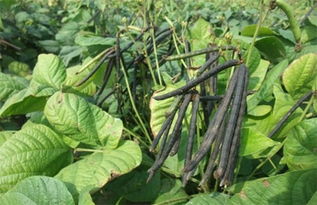 绿豆的神奇时光：开花结荚期