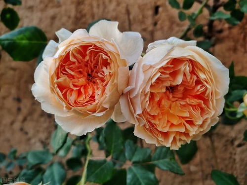 月季叶子发黄的原因分析