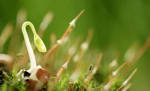 新招——用路由器散热口Zuo微型温室！