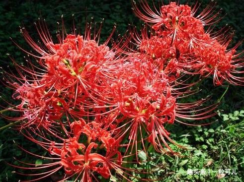 揭秘彼岸花之谜：生态环境与生长特点深度解析